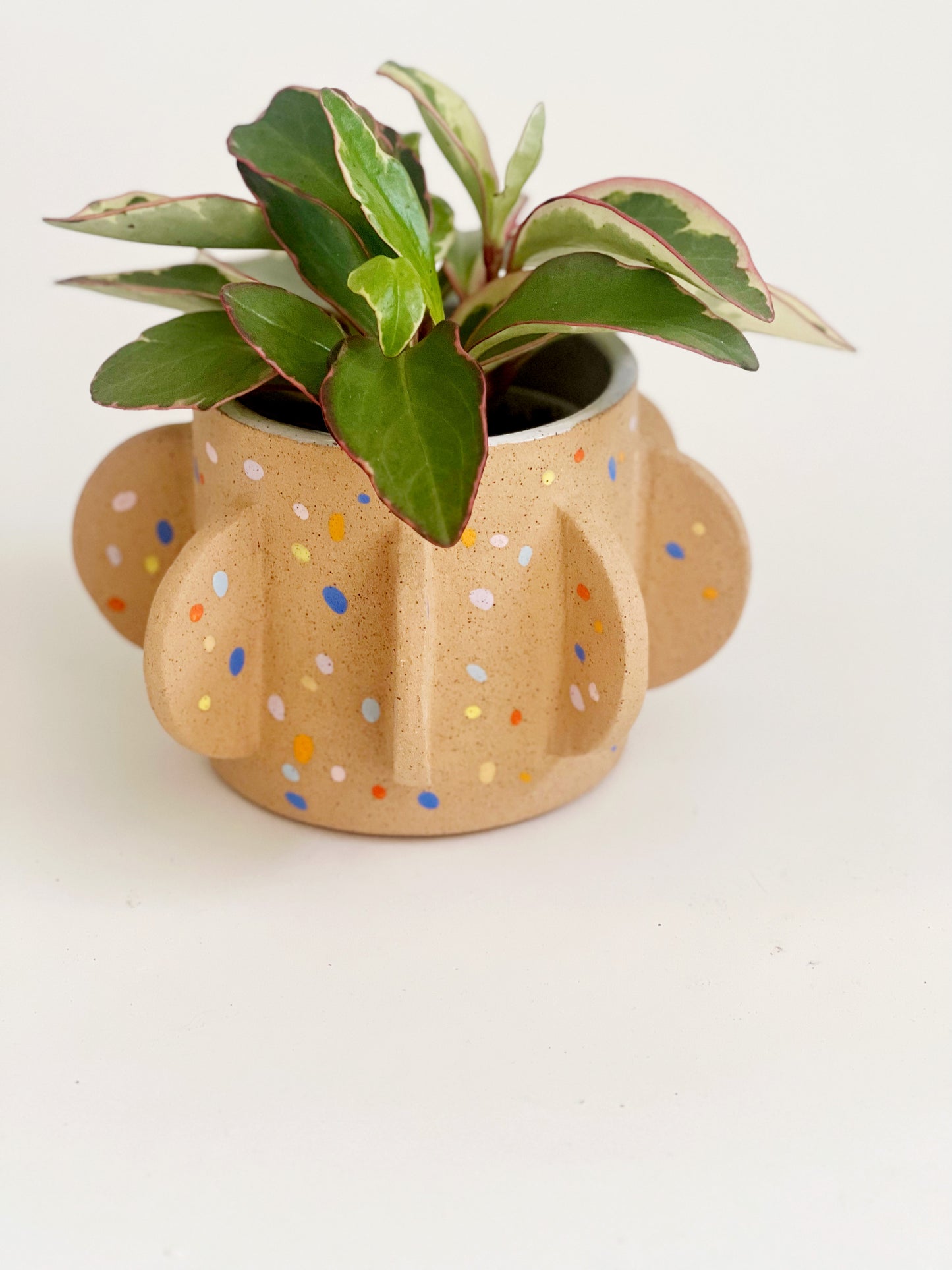 Cactus Planter ( Sprinkles on Speckles)