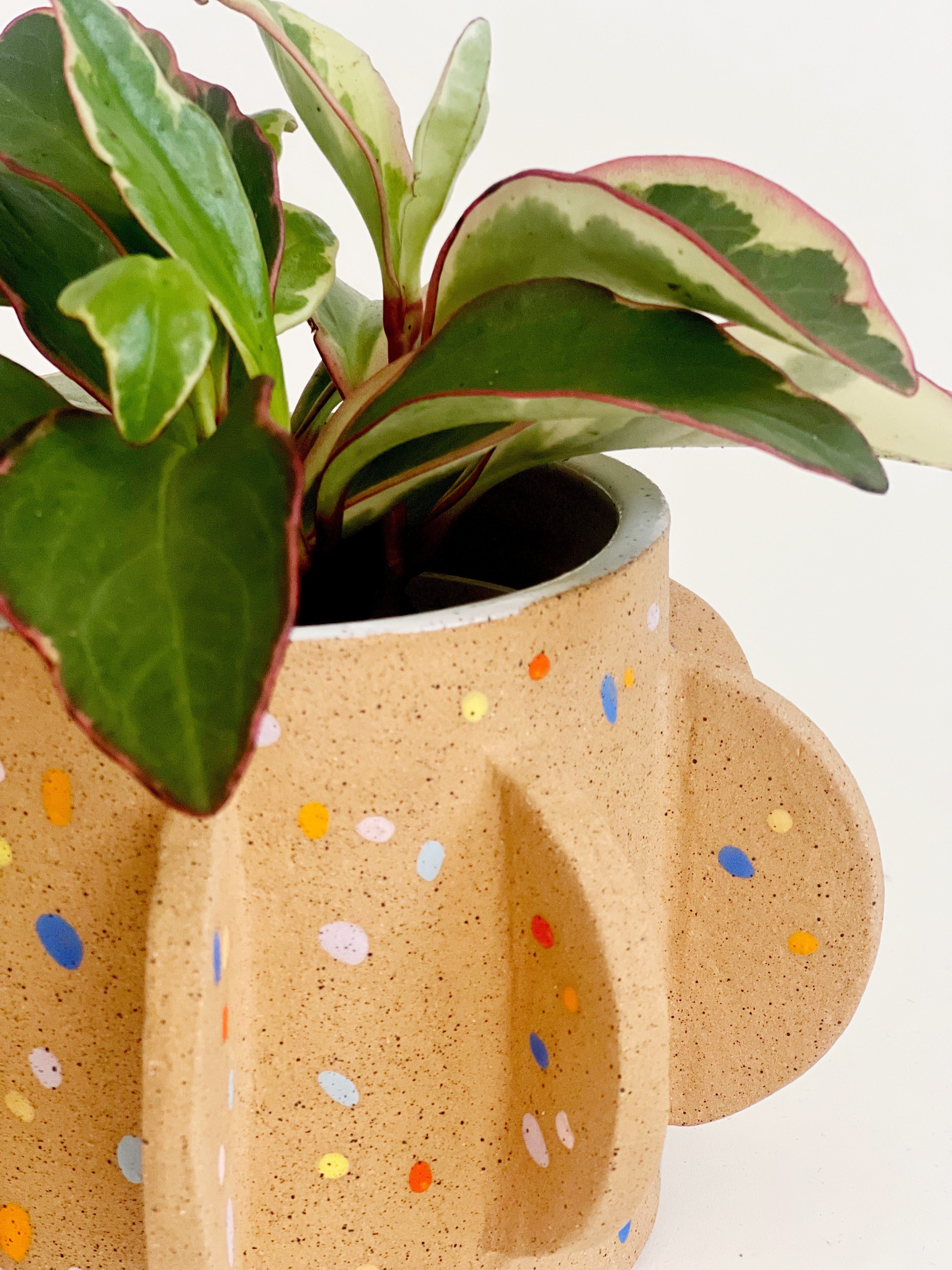 Sprinkles on Speckles Cactus Planter /Vase